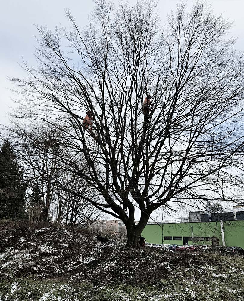 Baumpflege Spezialisten bei der Arbeit in den Ästen eines großen Baumes während des Winters.