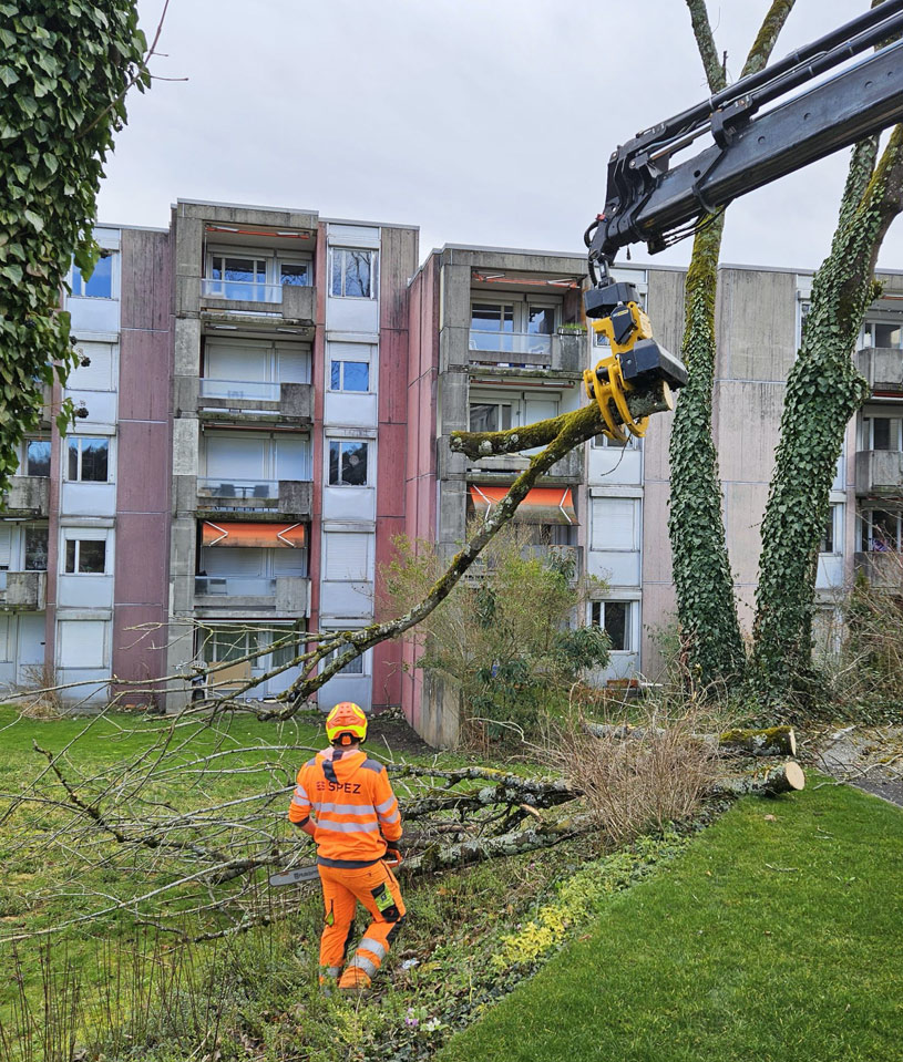 Fachmann führt Baumfällarbeiten mit einem Kran in einem städtischen Umfeld aus, um Bäume sicher zu fällen.